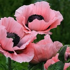 Схема вышивки «№1215865»