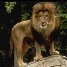 Схема вышивки «ЛЕВ»