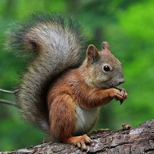 Схема вышивки «Белка на дереве»