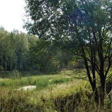 Схема вышивки «Лесной пейзаж»