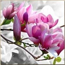 Схема вышивки «орхидеи триптих1»