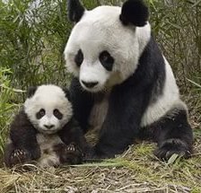 Схема вышивки «Панды»