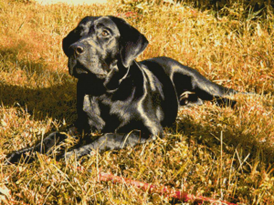 Лабрадор Эрл жёлтая трава - трава, лабрадор, собака - предпросмотр