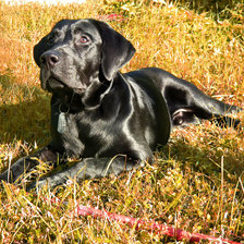 Схема вышивки «Лабрадор Эрл жёлтая трава»