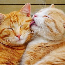 Схема вышивки «Рыжая нежность»