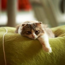 Схема вышивки «котяра»