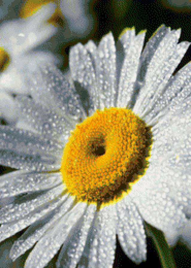 Ромашка - цветы, солнце, ромашка - предпросмотр