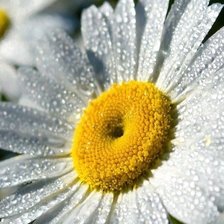 Схема вышивки «Ромашка»