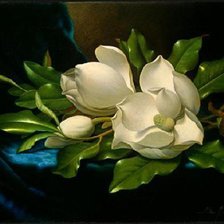 Цветы магнолии