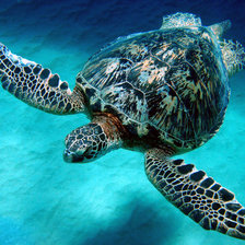 Схема вышивки «Черепаха»