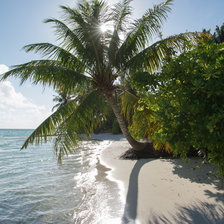 Схема вышивки «пальма»