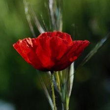 Схема вышивки «цветок»