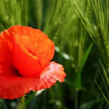 Схема вышивки «цветок»