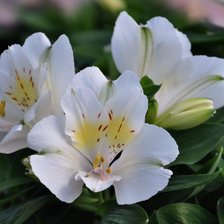 Схема вышивки «цветок»