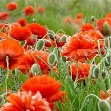 Схема вышивки «цветок»