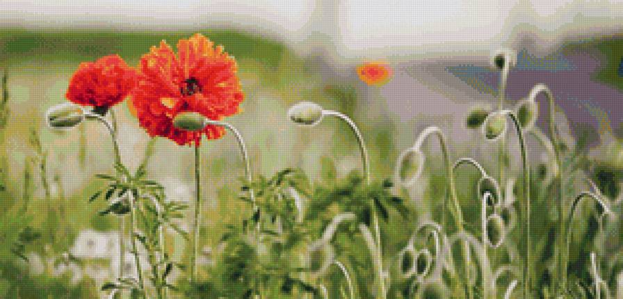 цветок - цветок - предпросмотр