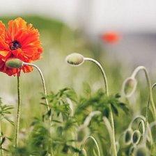 Схема вышивки «цветок»