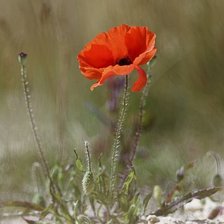 Схема вышивки «цветок»