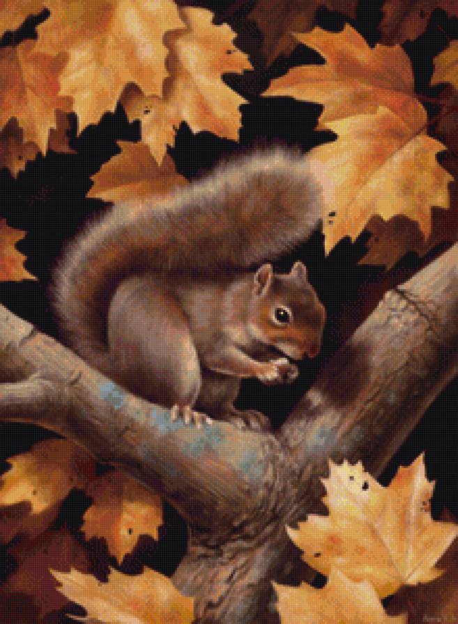 Белочка - животные, осень, белка - предпросмотр