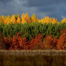 Схема вышивки «лес»