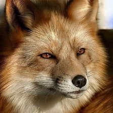 Схема вышивки «лисичка»