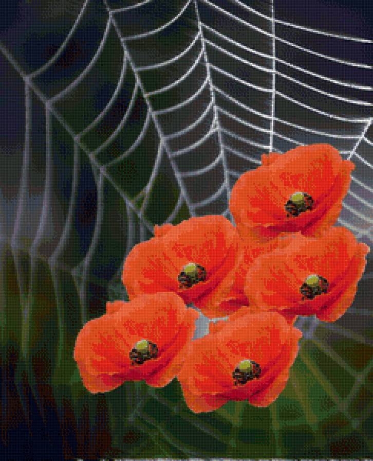 мак - мак - предпросмотр