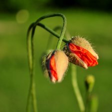 Схема вышивки «мак»