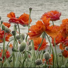 Схема вышивки «мак»