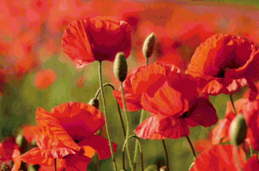 мак - мак - предпросмотр