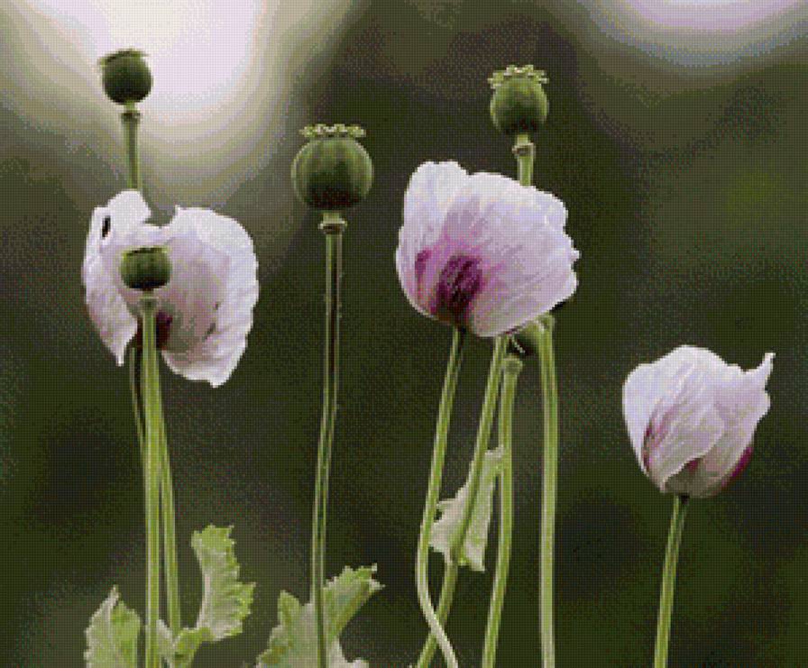 мак - мак - предпросмотр