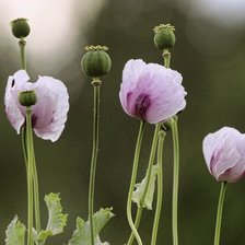 Схема вышивки «мак»