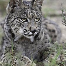 Схема вышивки «№1219383»