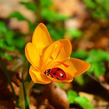 Схема вышивки «Божья коровка»