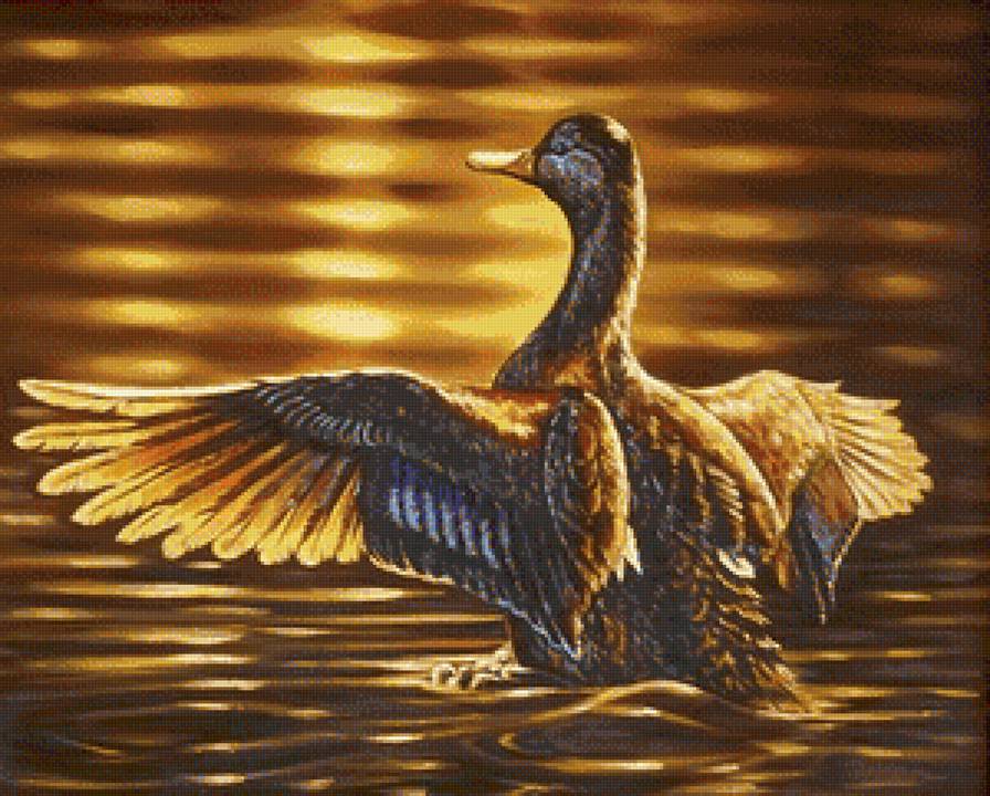 Уточка - утка, птицы, вода - предпросмотр