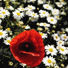 Схема вышивки «цветы»