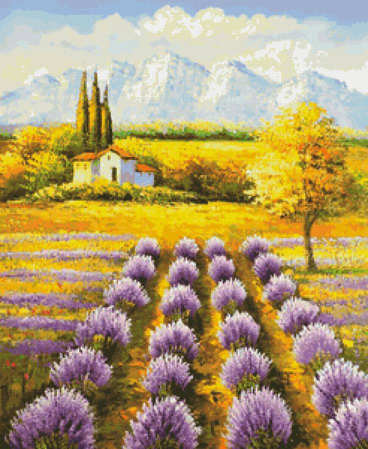 Цветущая лаванда - лето, тоскана, цветы, пейзаж - предпросмотр