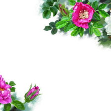 Схема вышивки «Розы»