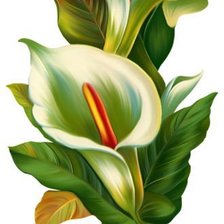 Схема вышивки «каллы»