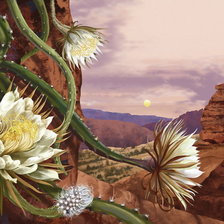 Схема вышивки «Кактусы»