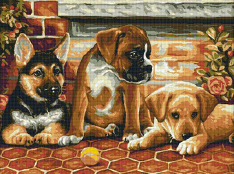 милые щенки - животные, щенки, собаки - предпросмотр