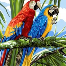 Схема вышивки «попугаи»