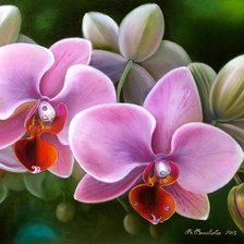 Схема вышивки «Орхидеи»