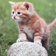 Схема вышивки «рыжий котик»