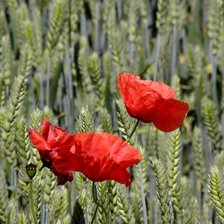 Схема вышивки «мак»