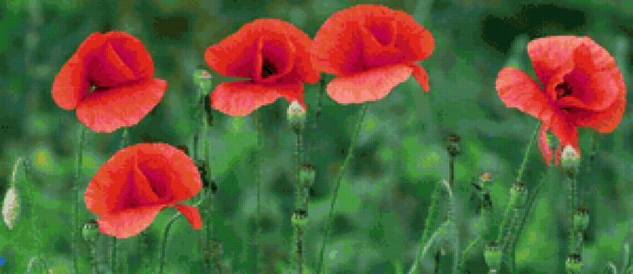 мак - мак - предпросмотр