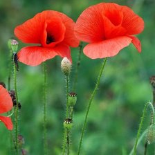 Схема вышивки «мак»