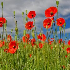 Схема вышивки «мак»