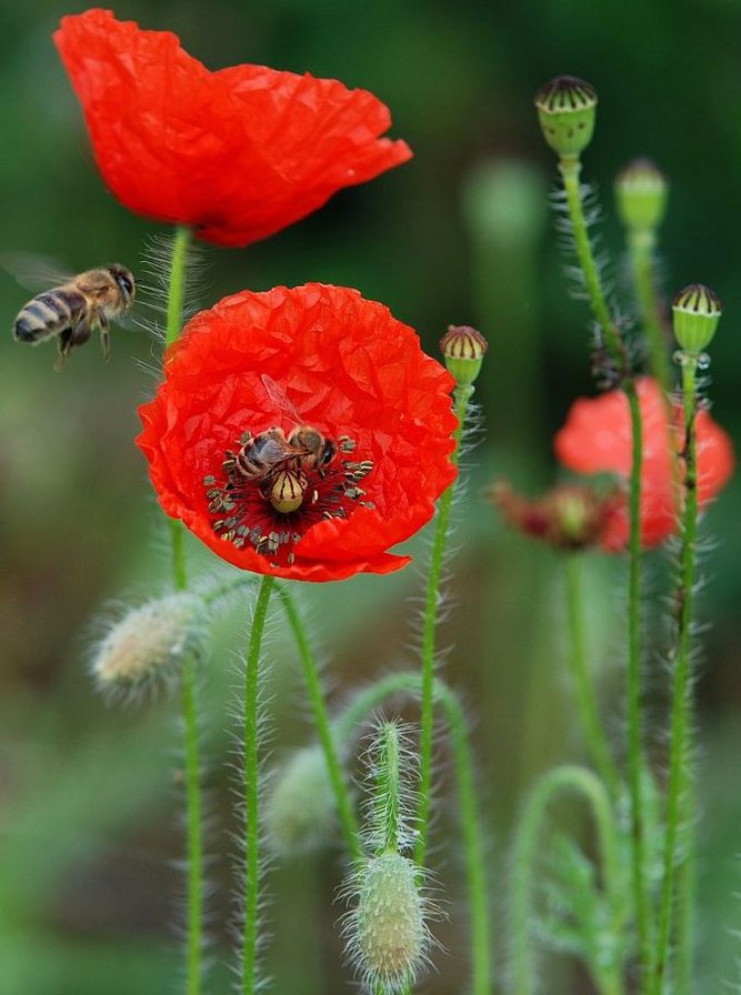 мак - мак - оригинал