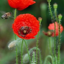 Схема вышивки «мак»