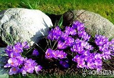 Схема вышивки «крокусы у камней»